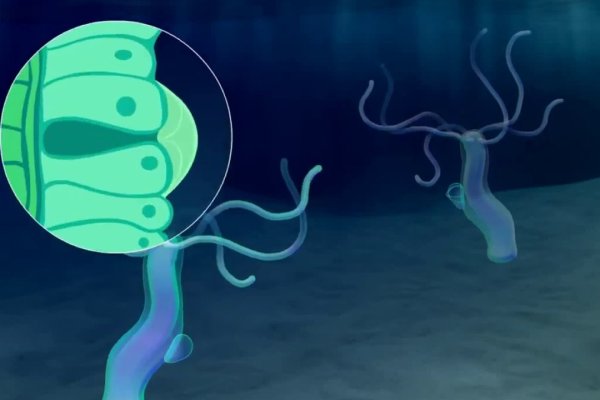 Kraken whitenet зеркала